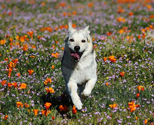Gorgeous pup going through a field of flowers, where ticks like to hide - tips from Dog Training Elite.