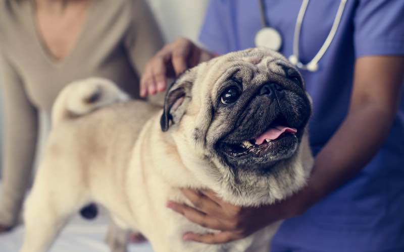 Adorable pug at vet and grooming - Dog Training Elite gives tips on summer.