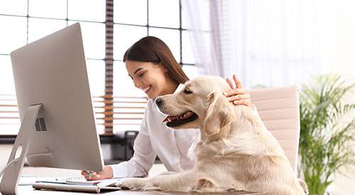 This woman and her pup are searching online for good jobs for ex nurses.