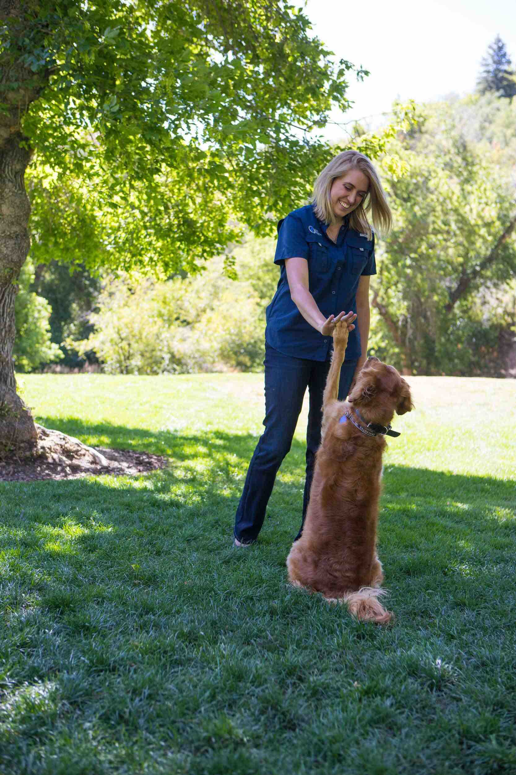 Dog Training Elite provides a top home based franchise opportunity .