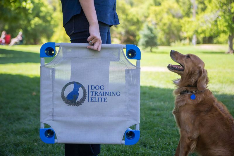 Dog Training Elite has the best dog trainers near you that use positive reinforcement training programs.