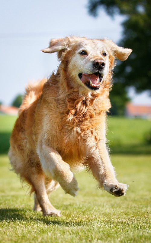 Cute golden retriever pup loves Dog Training Elite.