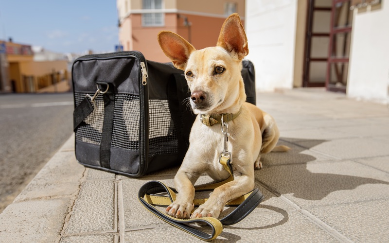 Dog Sitting or Boarding in Charleston / Summerville: Which is Better?