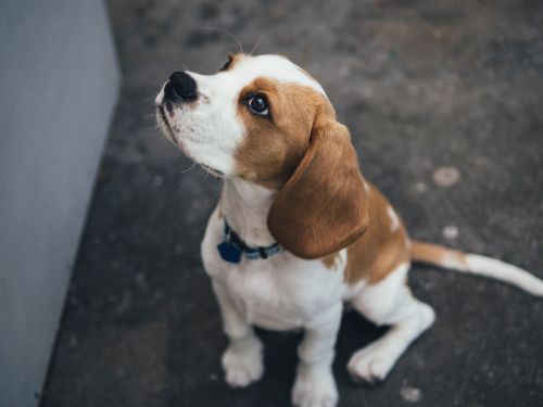 Dog Training Elite of Southwest Florida offers expert Beagle training in Sarasota / Venice.