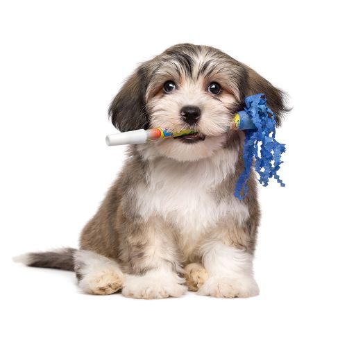Dog Training Elite in Las Vegas is proud to have the highest rated in-home puppy trainers.