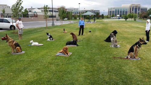 Dog Training Elite offers professional group dog obedience training classes for all clients in Charleston / Summerville.