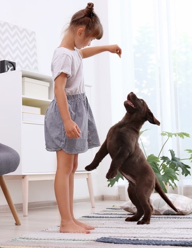 Dog Training Elite Palm Beach County provides professional and personalized in-home dog obedience training programs in West Palm Beach / Boca Raton.