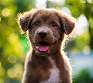 Dog Training Elite of Southwest Florida has an award winning program in Sarasota / Venice, including how to get a puppy to stop biting.