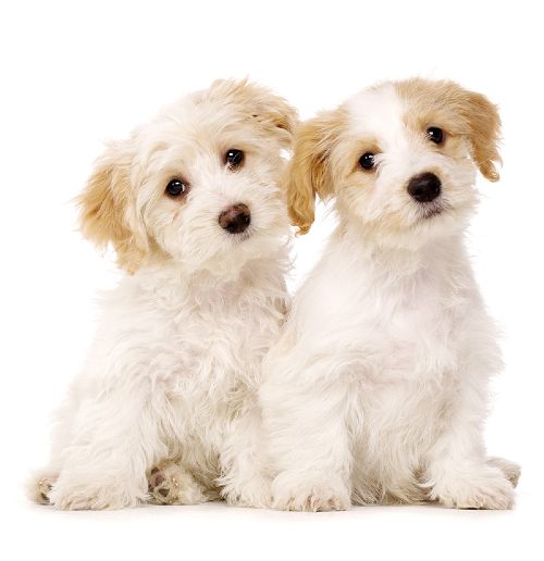 Dog Training Elite Central Nashville is proud to have the highest rated puppy obedience training in Nashville.