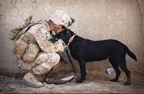 Dog Training Elite is proud to partner with The Malinois Foundation to help with training service dogs for retired military veterans in Las Vegas.