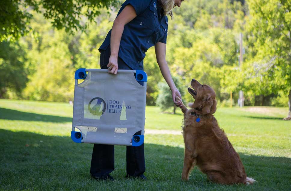 Dog Training Elite has expert dog trainers that use a positive training method with optimal results.