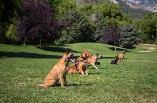 Dog Trainers in Las Vegas