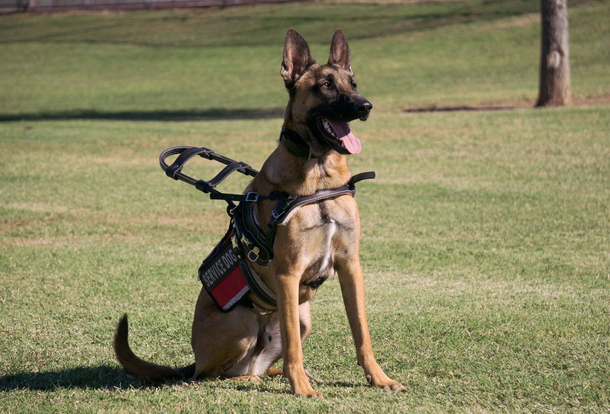 Spending Your Summer with a Service Dog in New Braunfels