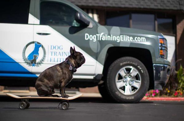 Best In-Home Dog Trainers Near Me in your local area