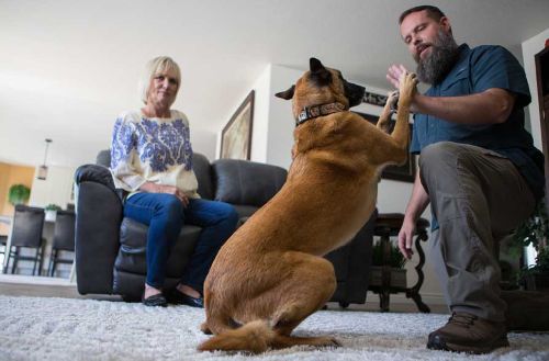 Dog Training Elite Scottsdale, AZ: Tailored Training in Your Home Setting